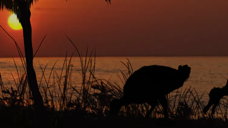 Artist's impression of a dodo at sunset
