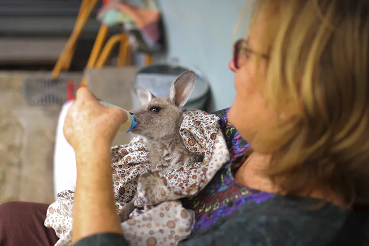 woman bottle feeding a joey.