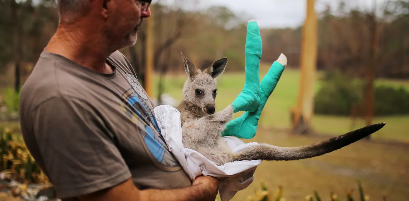 Australia has long relied on volunteers and wildlife carers. As bird flu spreads, they will need support Australia has long relied on volunteers and wildlife carers. As bird flu spreads, they will need support