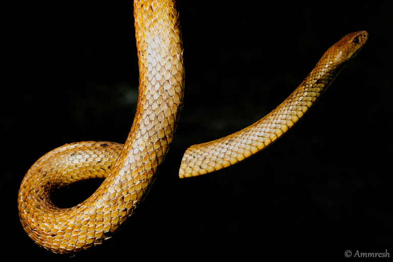 A golden snake hanging in the air against a black background.