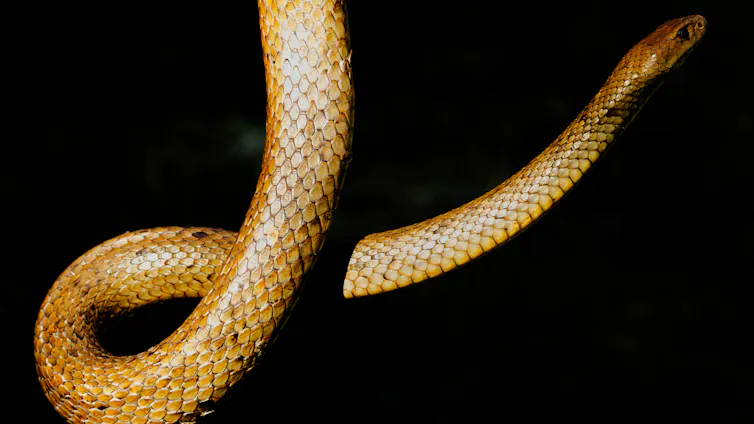 Snakes are not just 'noodles' with heads - Australian Geographic