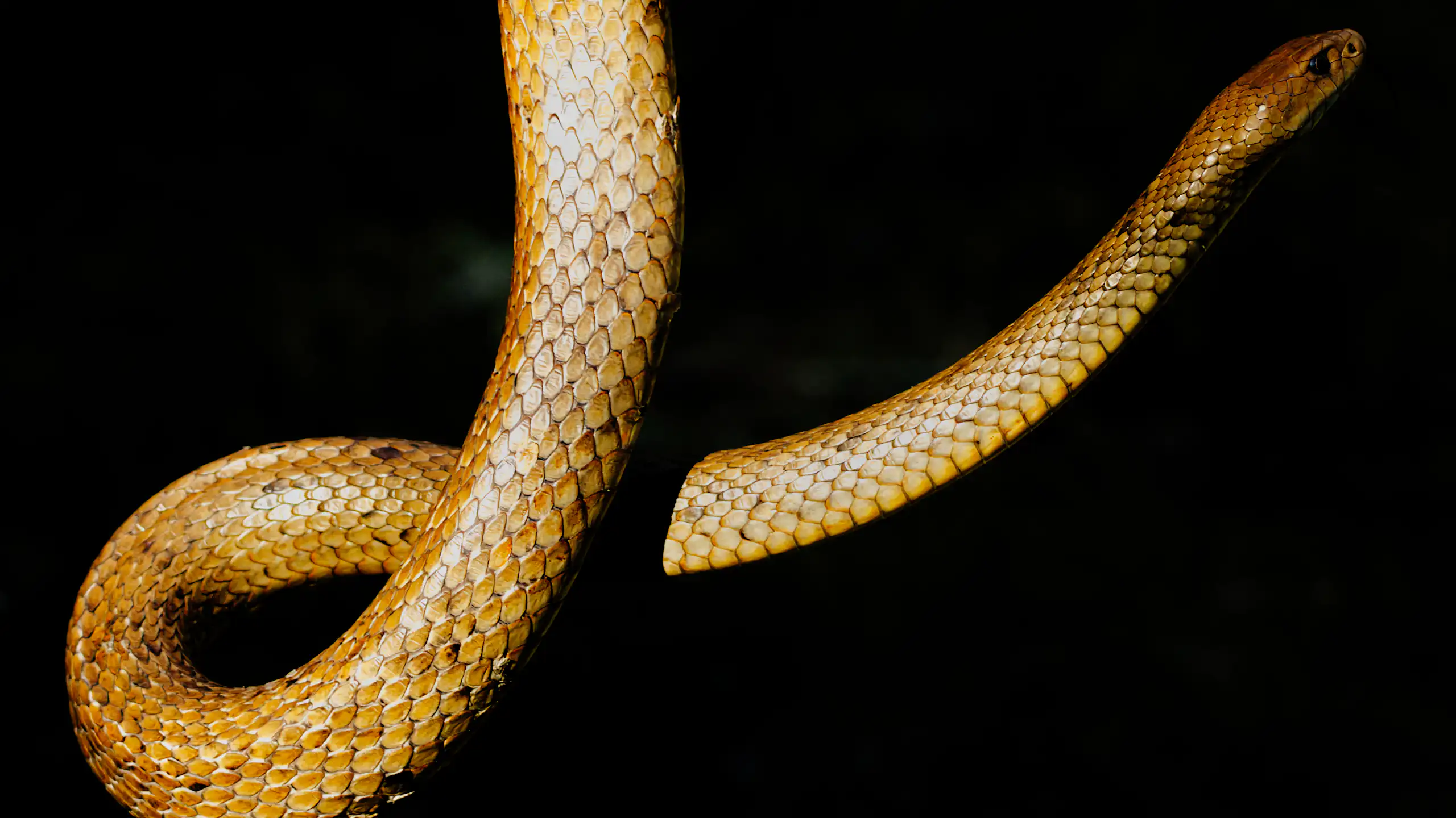 A golden snake hanging in the air against a black background.