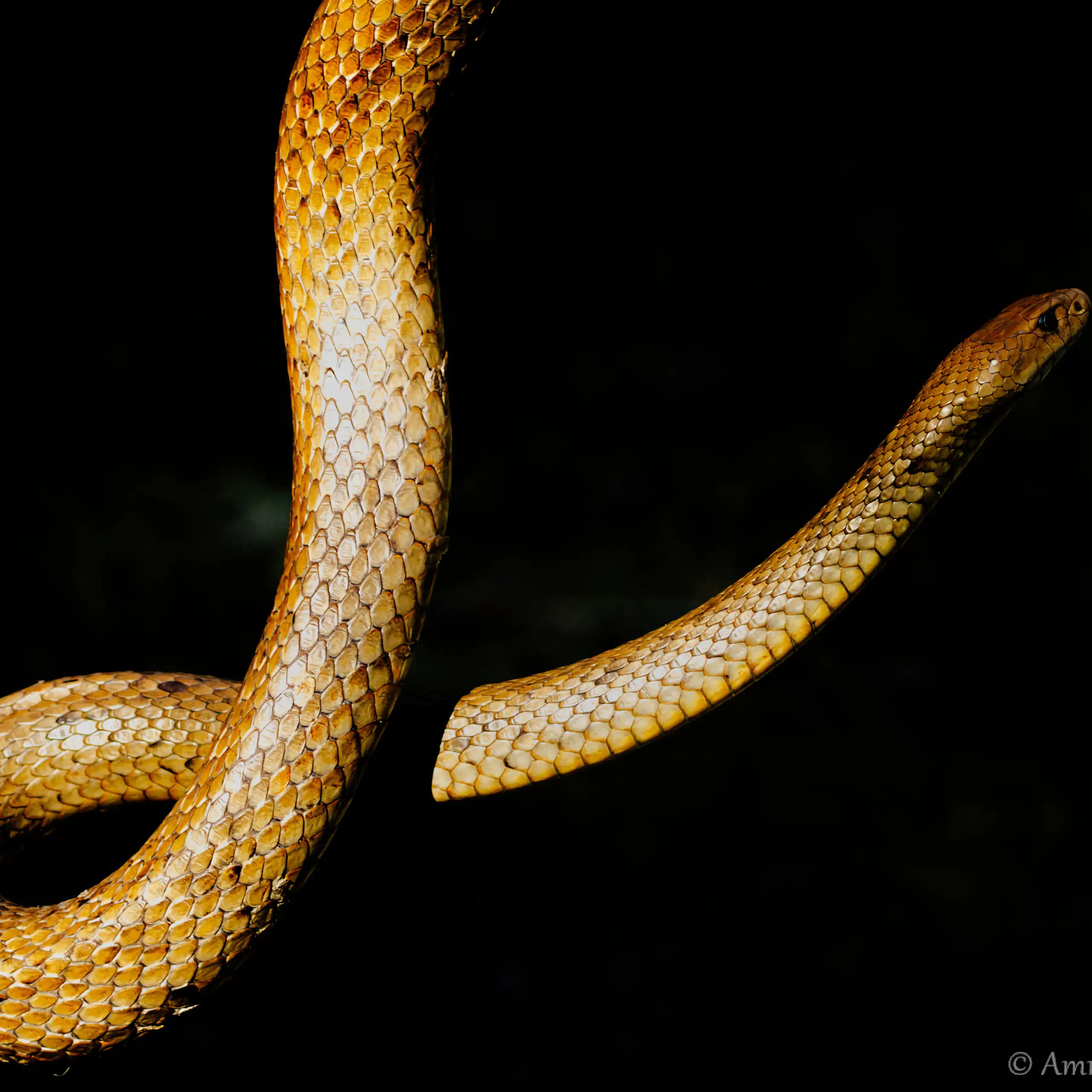 A golden snake hanging in the air against a black background.