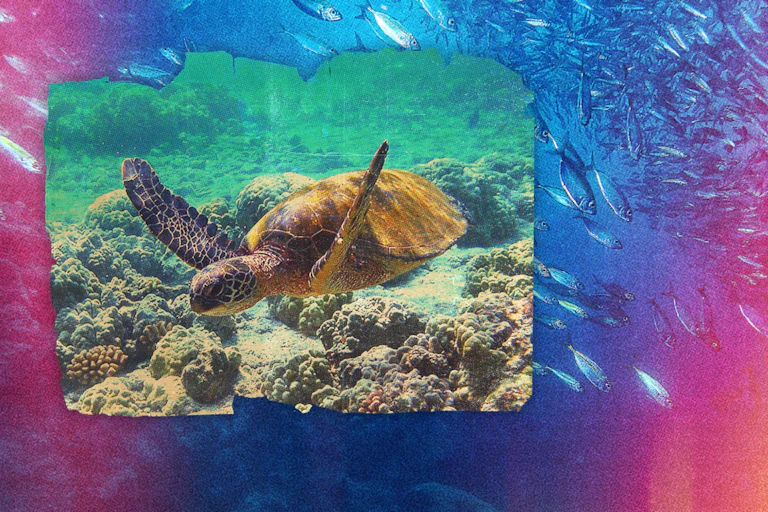 A graphic of a turtle and a school of fish swimming in the ocean.