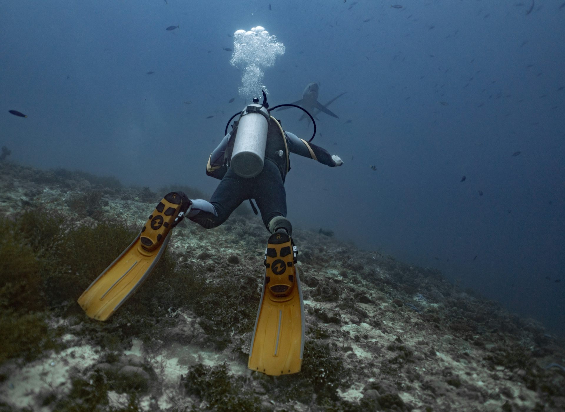 A diver in the foreground with a flipper touching a rock and a shark in the distance.