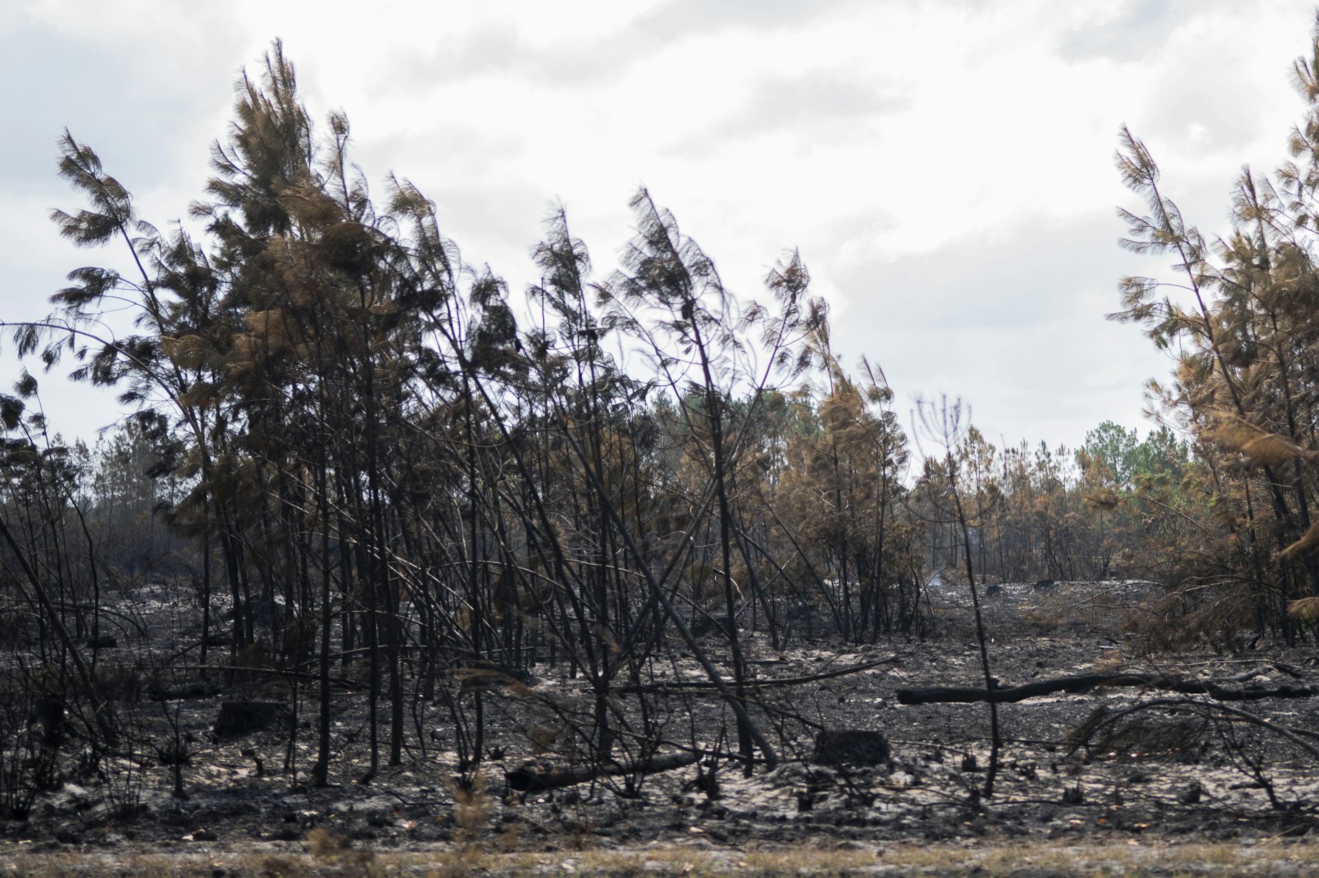 En Gironde, les vulnérabilités des forêts ne disparaîtront pas avec la fumée des incendies