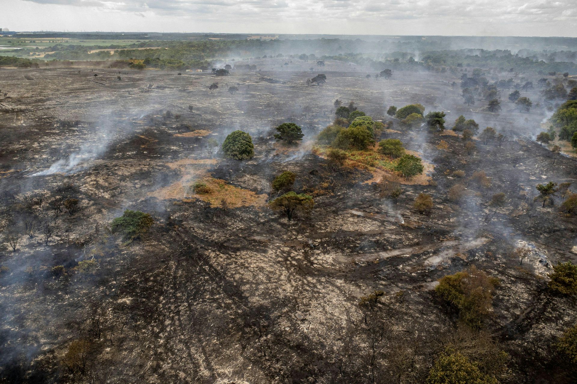 How rewilding could help stop the spread of Britain’s wildfires