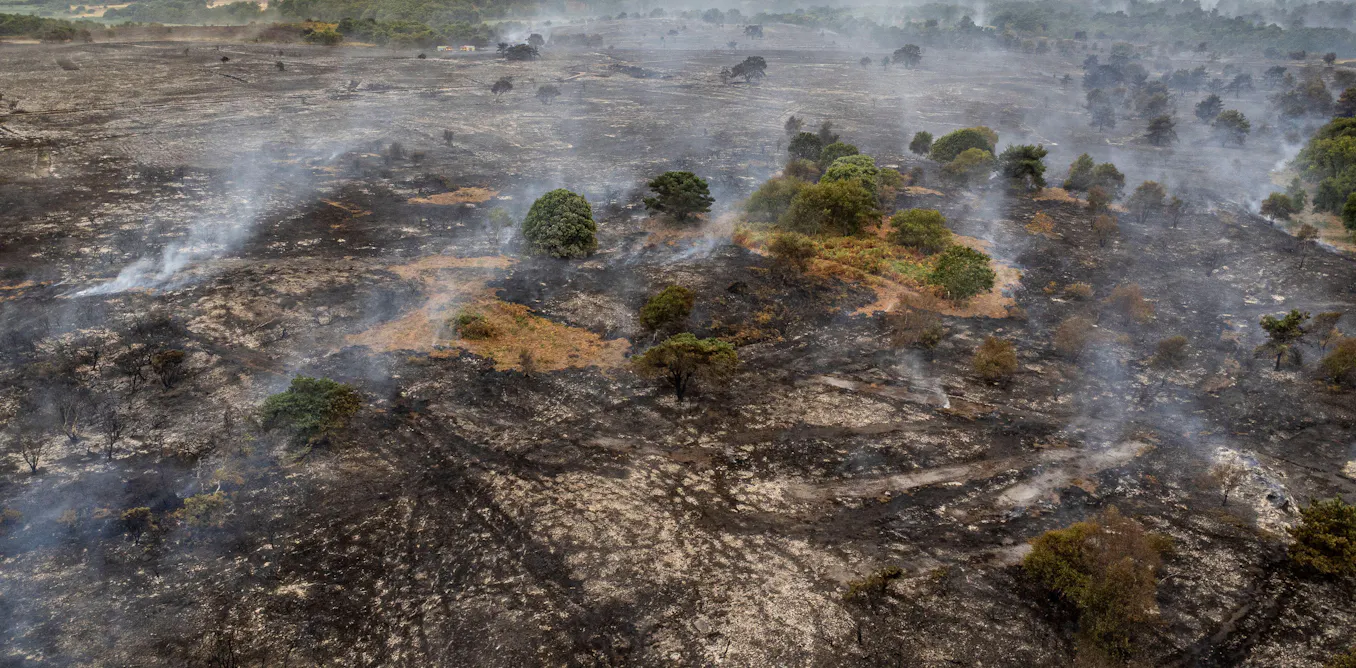 How rewilding could help stop the spread of Britain’s wildfires How rewilding could help stop the spread of Britain’s wildfires
