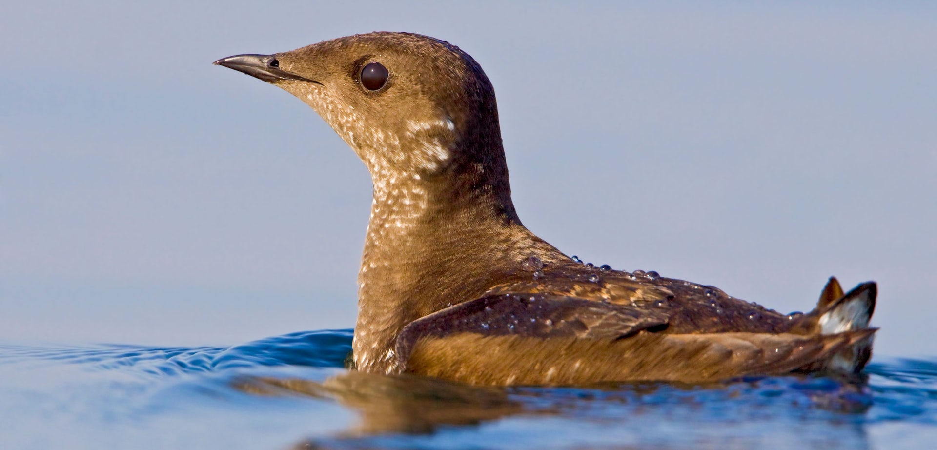 How we found Haida Gwaii’s first marbled murrelet nest in more than 30 years