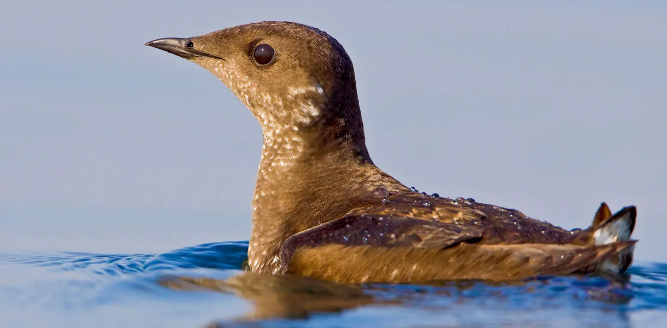 EnviroWireDaily — How we found Haida Gwaii’s first marbled murrelet nest in more than 30 years