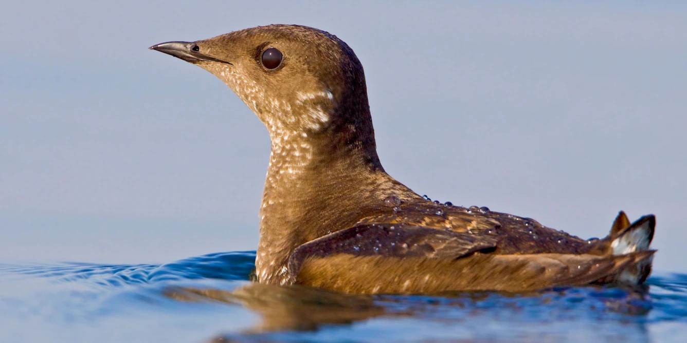 How we found Haida Gwaii’s first marbled murrelet nest in more than 30 years How we found Haida Gwaii’s first marbled murrelet nest in more than 30 years