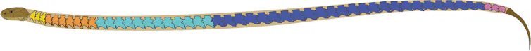 A diagram of a snake showing its spine in five different colours.