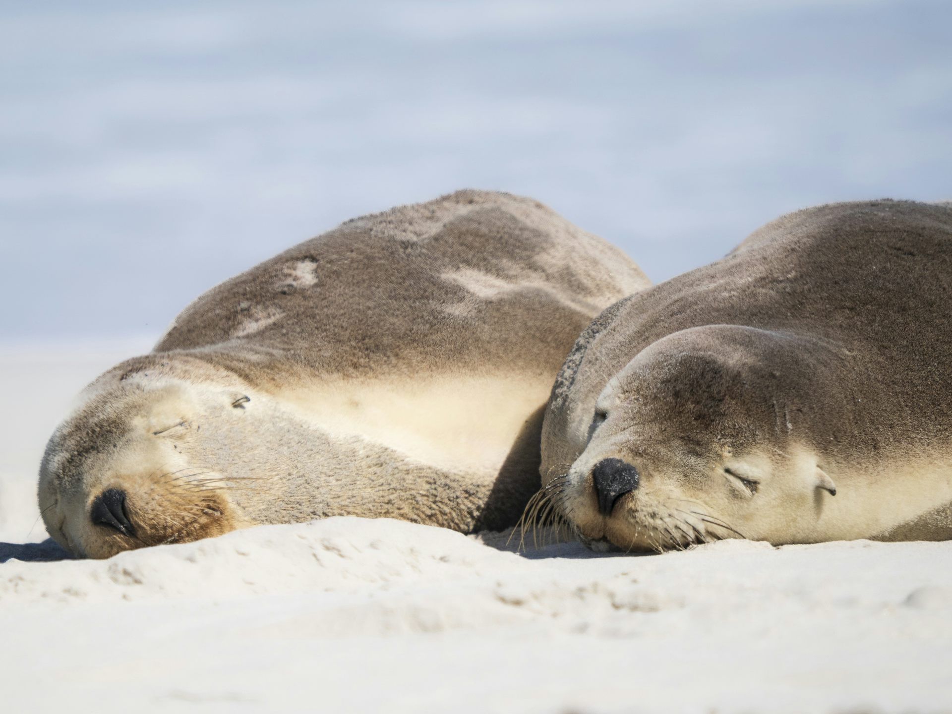 Two sea lions resting on a beach.