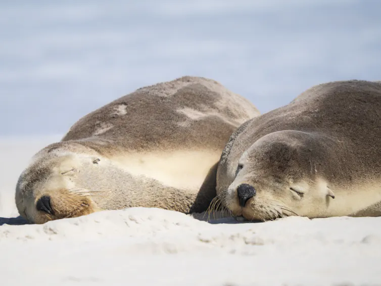 Two sea lions resting on a beach.