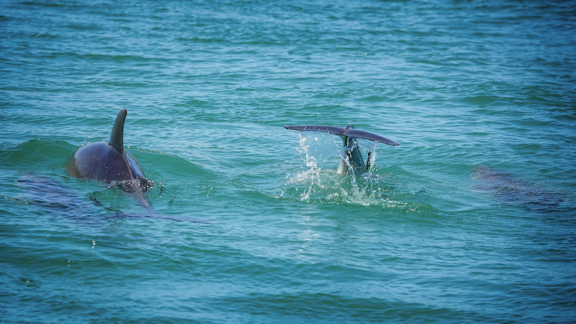 Two dolphins swim in the ocean.