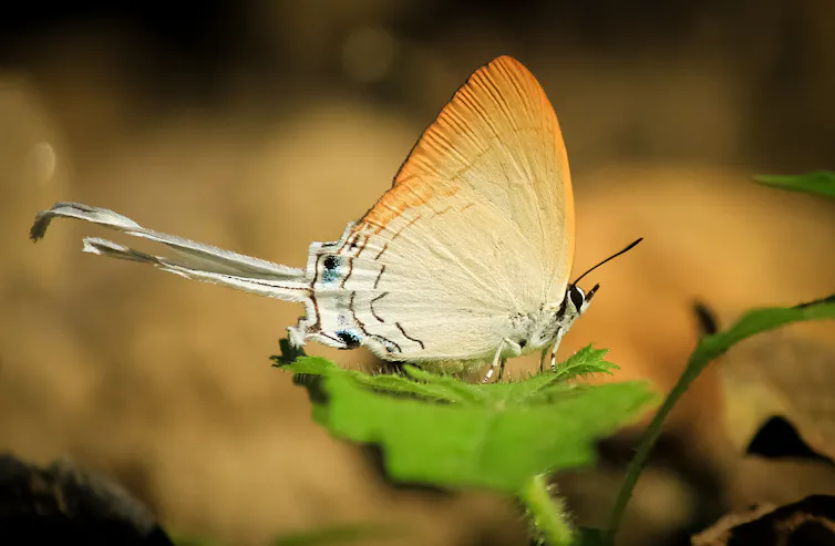 An orange and white butterfly sits on a green leaf.
