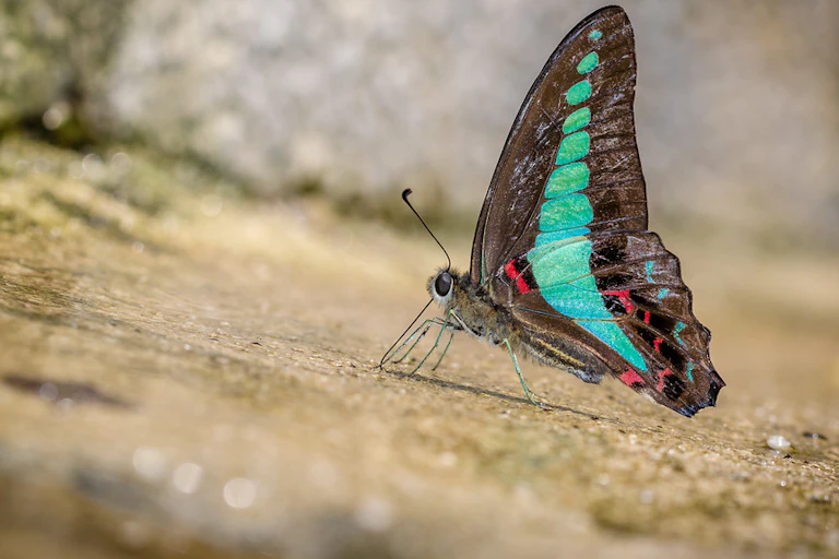 Butterfly with turquoise, red and black wings standing on rocky surface