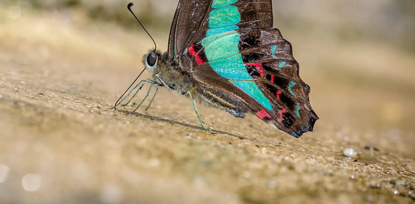 Butterflies are on the move as the planet warms: new research Butterflies are on the move as the planet warms: new research