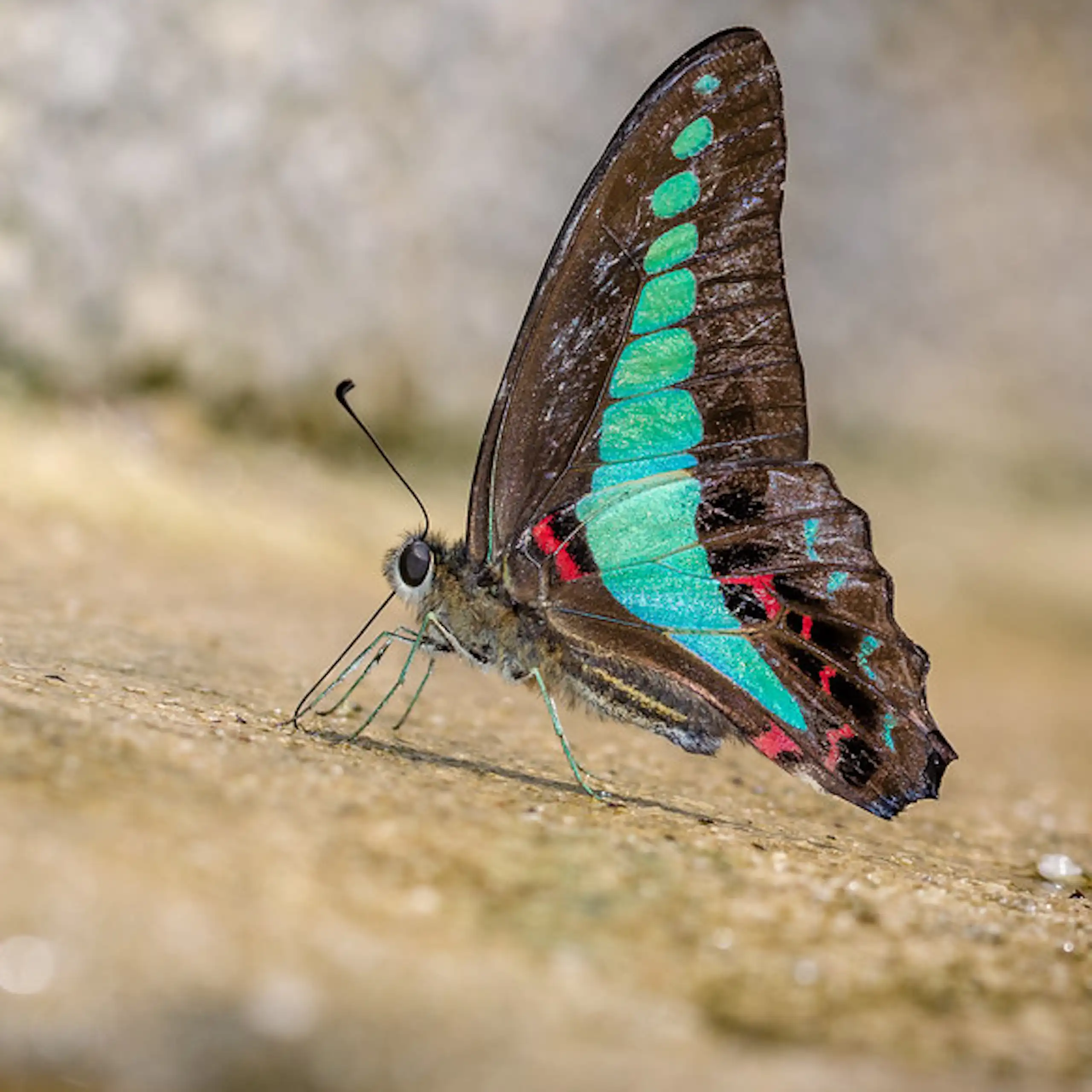 Butterfly with turquoise, red and black wings standing on rocky surface