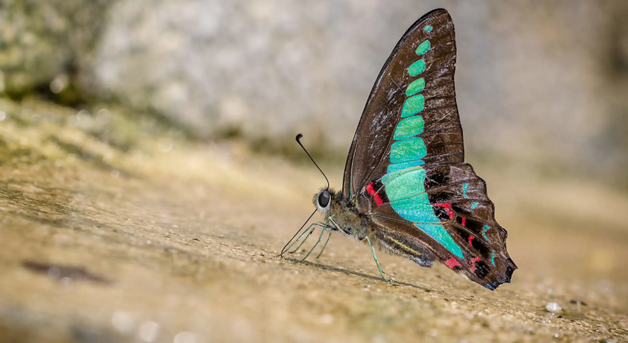 Butterfly with turquoise, red and black wings standing on rocky surface