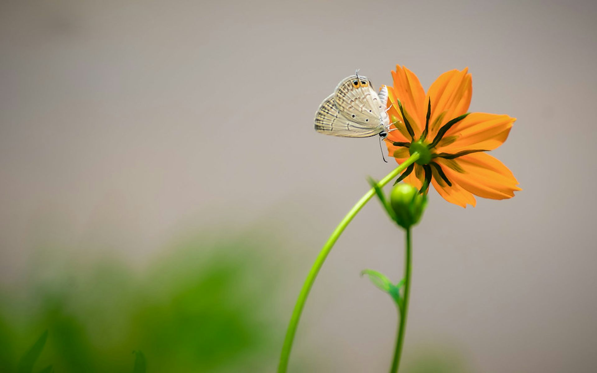 Butterflies are on the move as the planet warms: new research