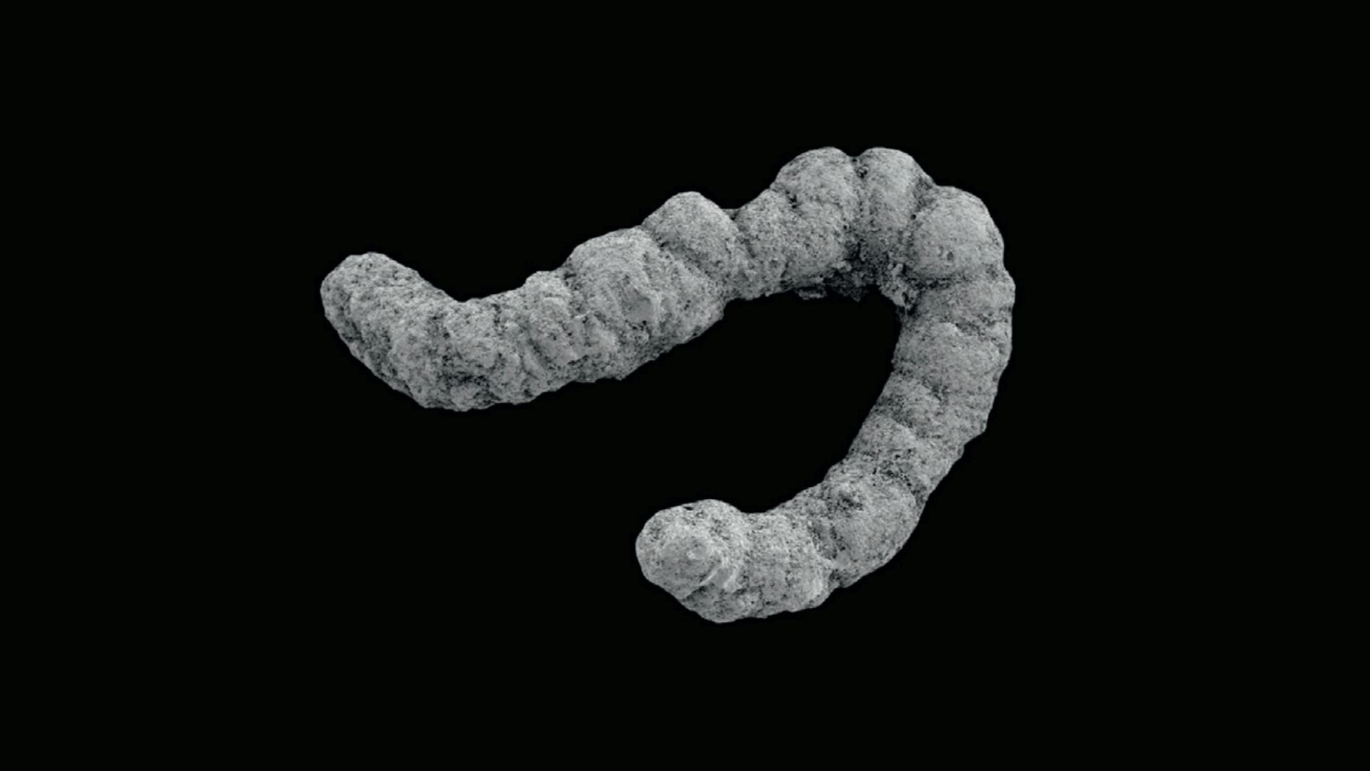 On the origin of feces: how animal poo drove Earth’s greatest evolutionary event