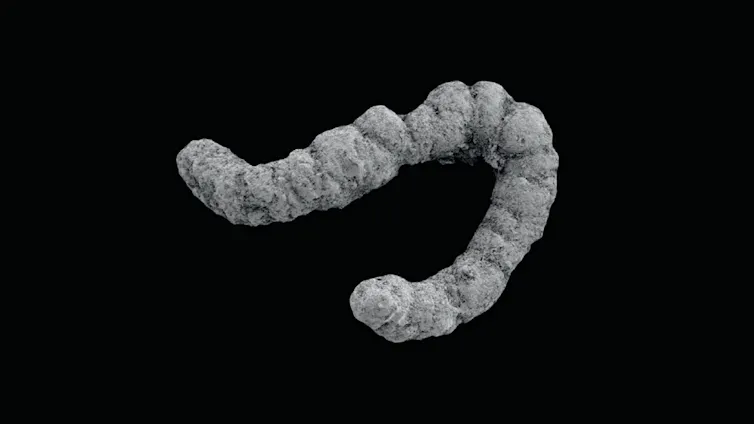A coprolite