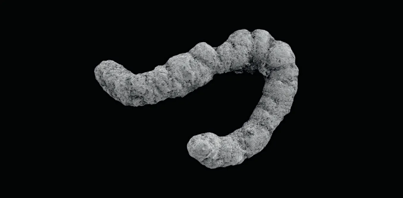 On the origin of feces: how animal poo drove Earth’s greatest evolutionary event On the origin of feces: how animal poo drove Earth’s greatest evolutionary event