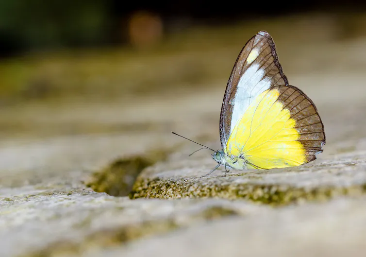 A yellow and brown butterfly on a rock.