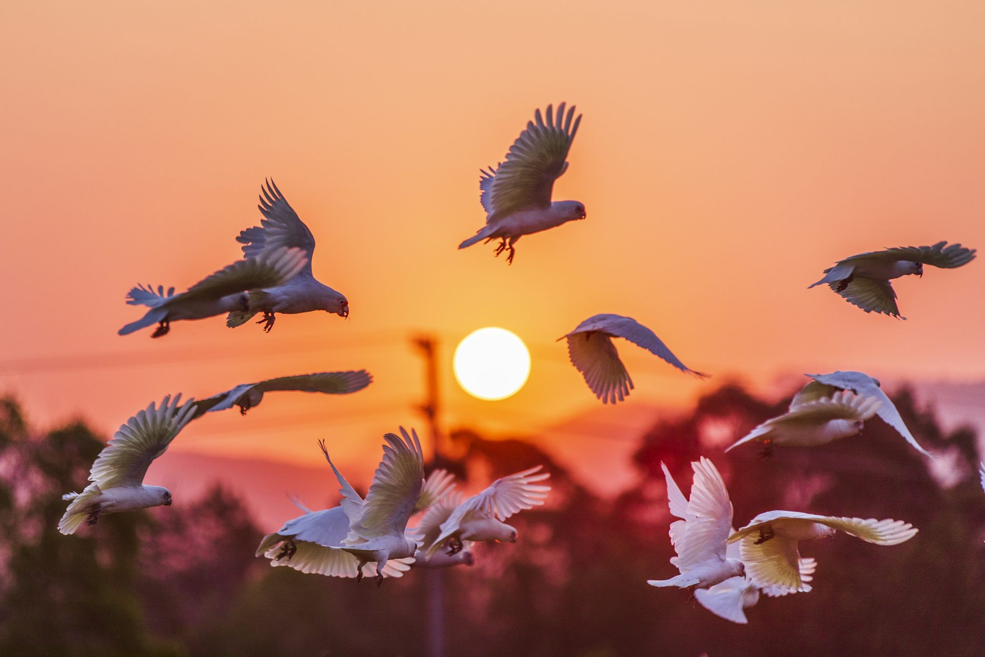 cockatoo flock flying at sunset.