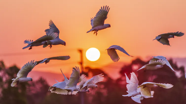 cockatoo flock flying at sunset.