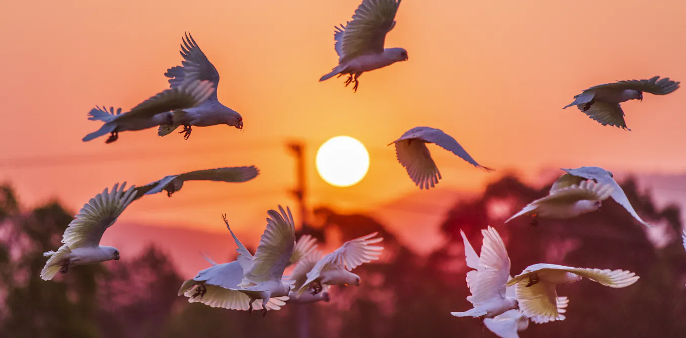 Australia Confirms First Mass Bird Flu Mortality in Wildlife
