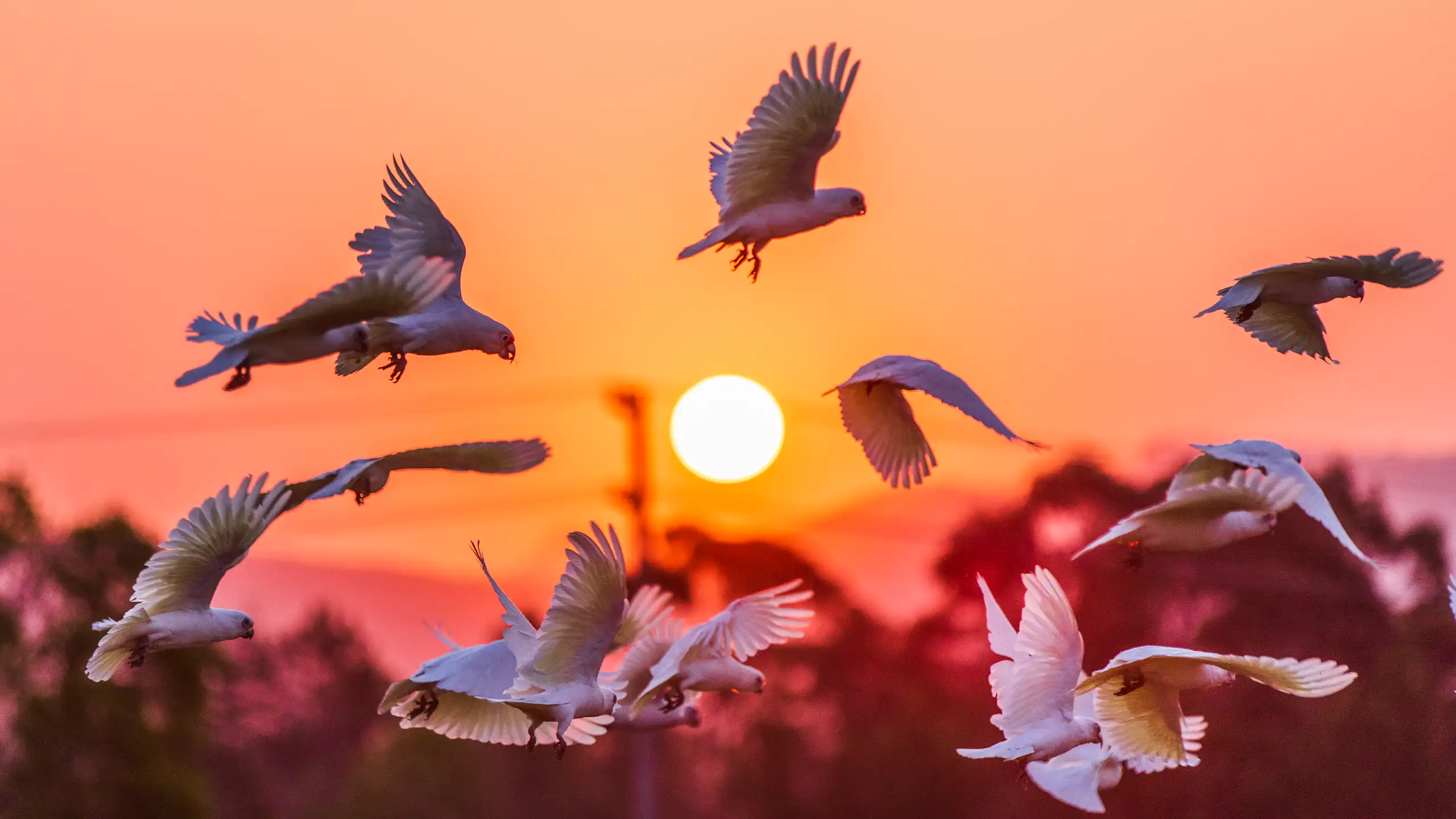 cockatoo flock flying at sunset.