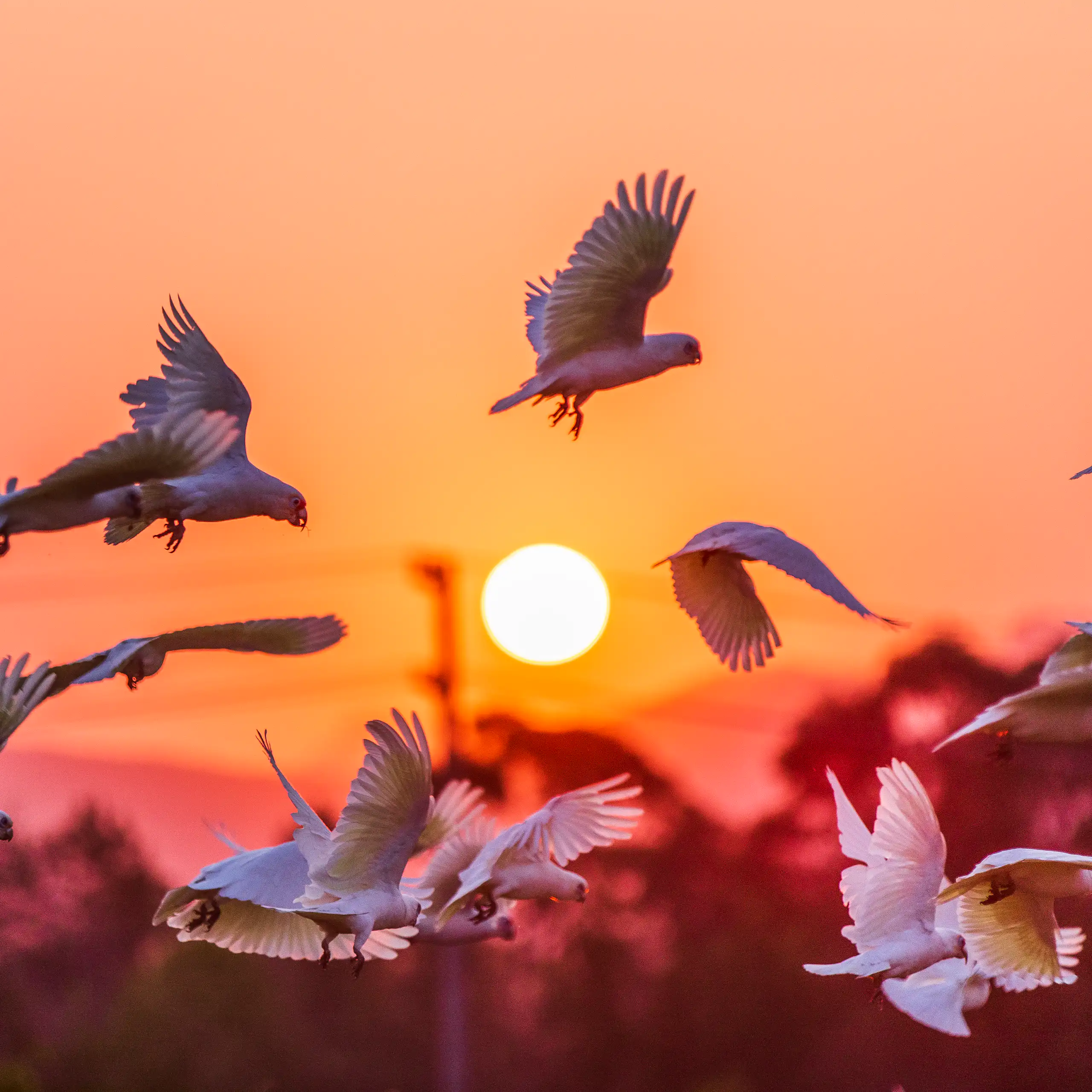 cockatoo flock flying at sunset.