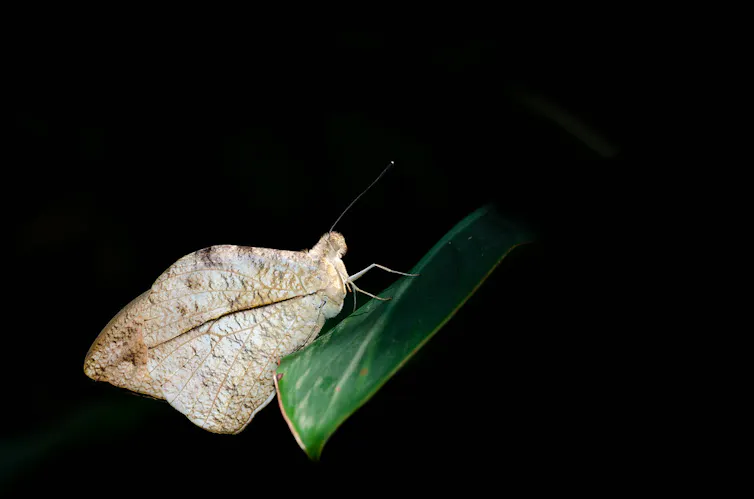 A brown butterfly on a green leaf.