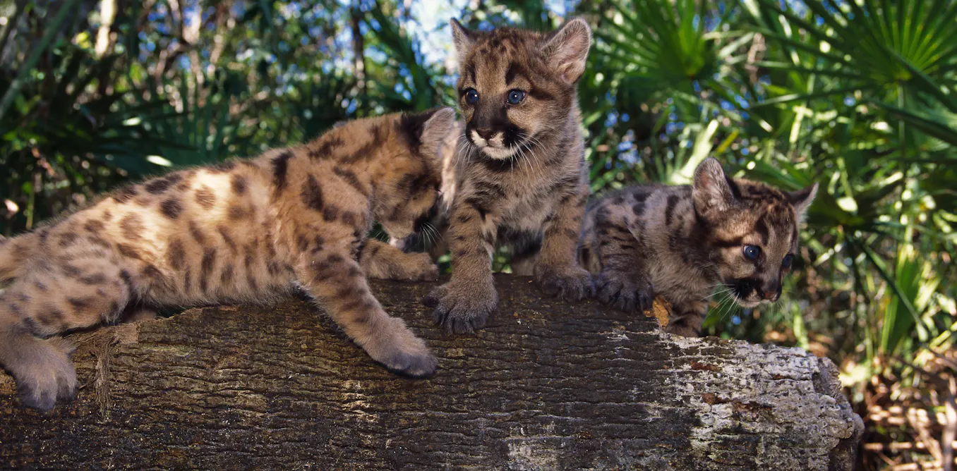 Poor genetic health threatens many species – but it’s fixable Poor genetic health threatens many species – but it’s fixable