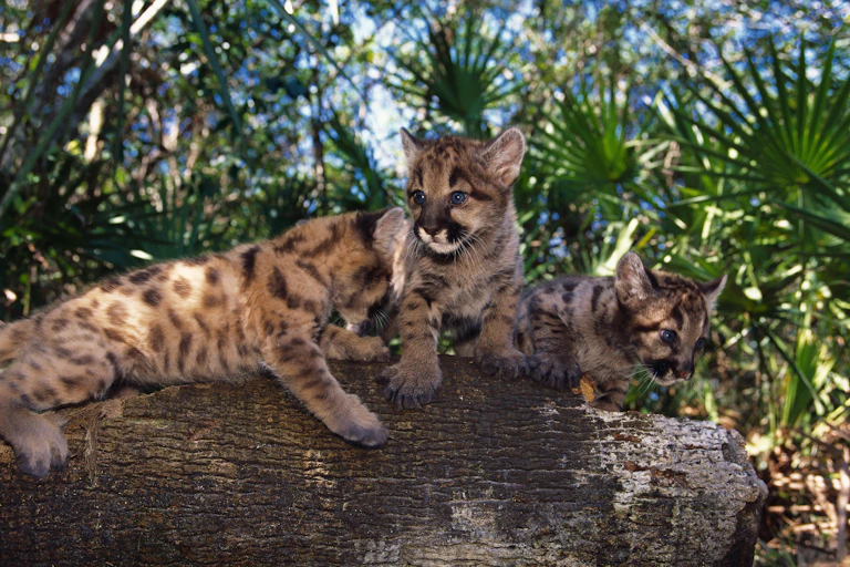 Three Florida panther pups play on a log.