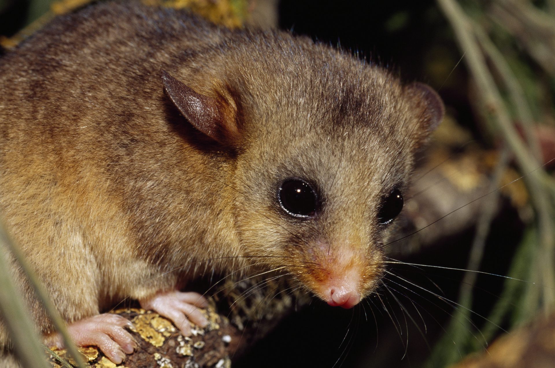 A critically endangered Mountain Pygmy Possum sitting on a branch.