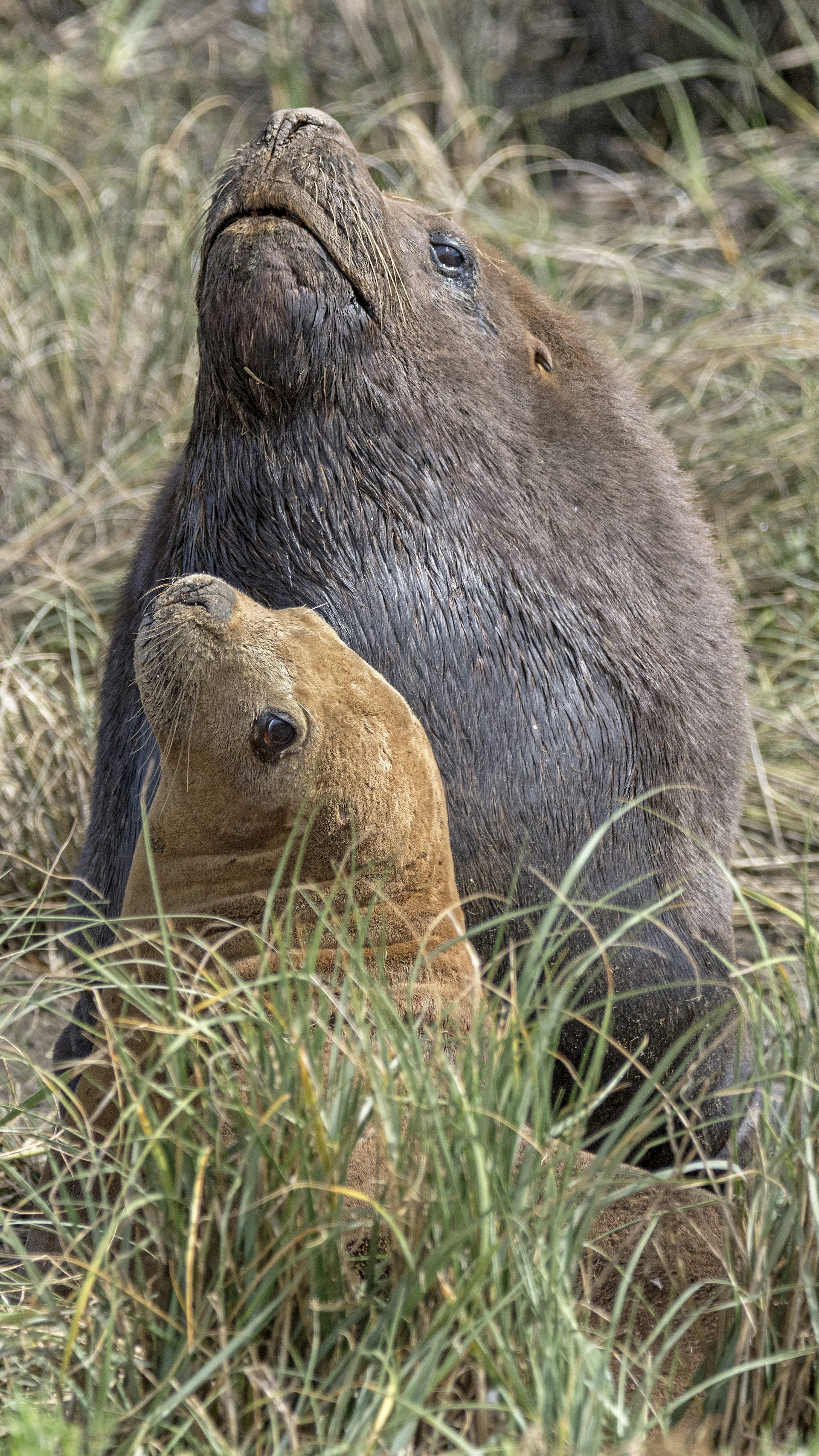 Two sea lions look up while resting on land.