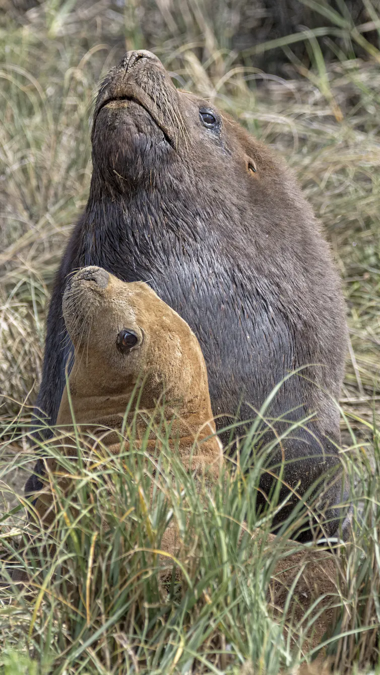 Two sea lions look up while resting on land.