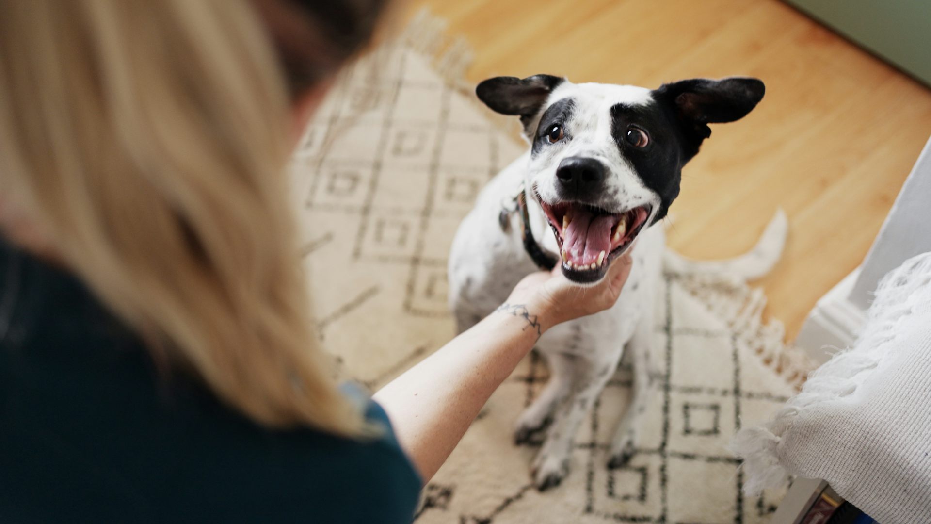Why do humans use ‘baby voice’ when we speak to pets?