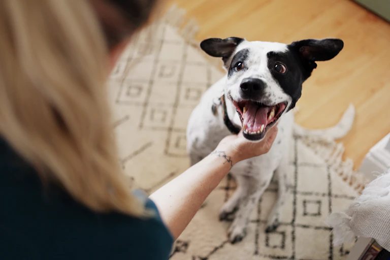 A black and white puppy excited to receive pats from a blonde woman.