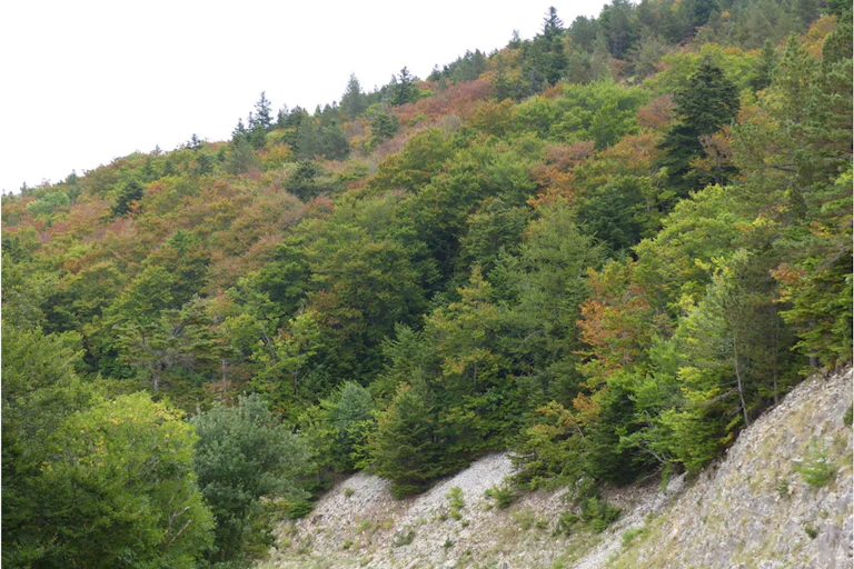 A view of the Ventoux forest from the roadside below.