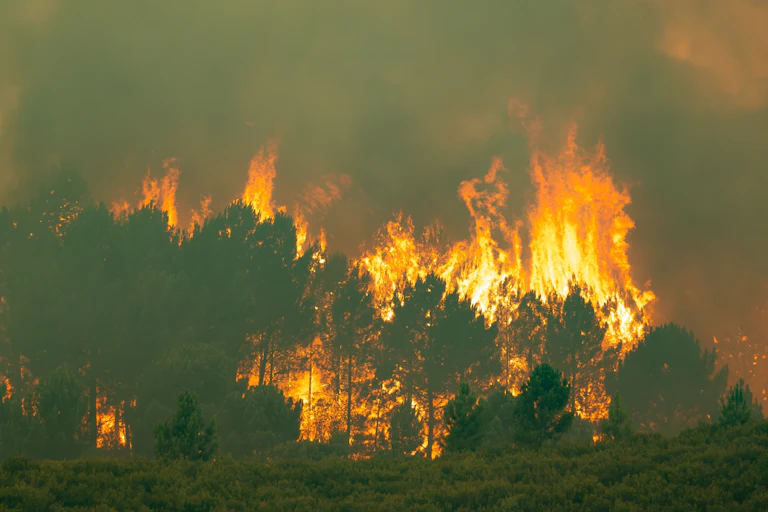 Pinos ardiendo con impactantes llamas