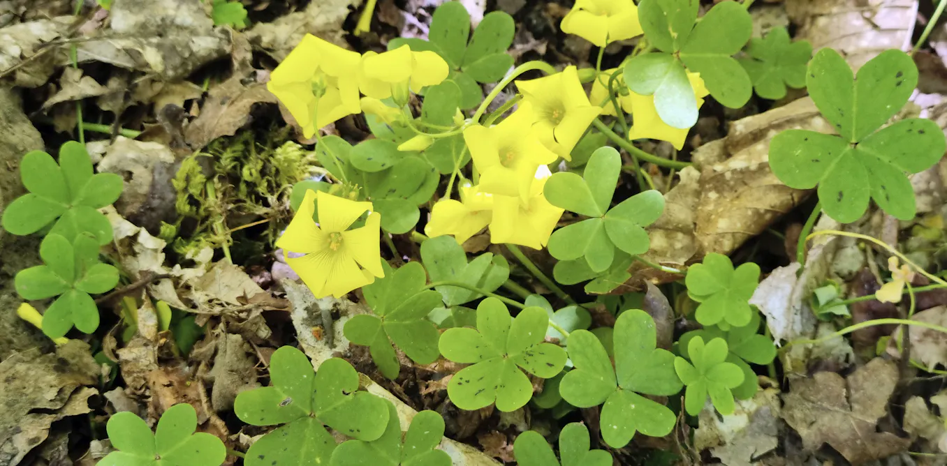 Soursob weed is a persistent curse – but it can be beaten. Here’s how Soursob weed is a persistent curse – but it can be beaten. Here’s how