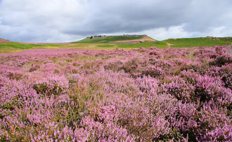 purple heather moorland