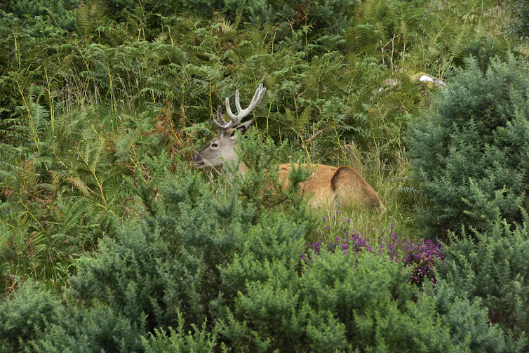 Deer in thick vegetation