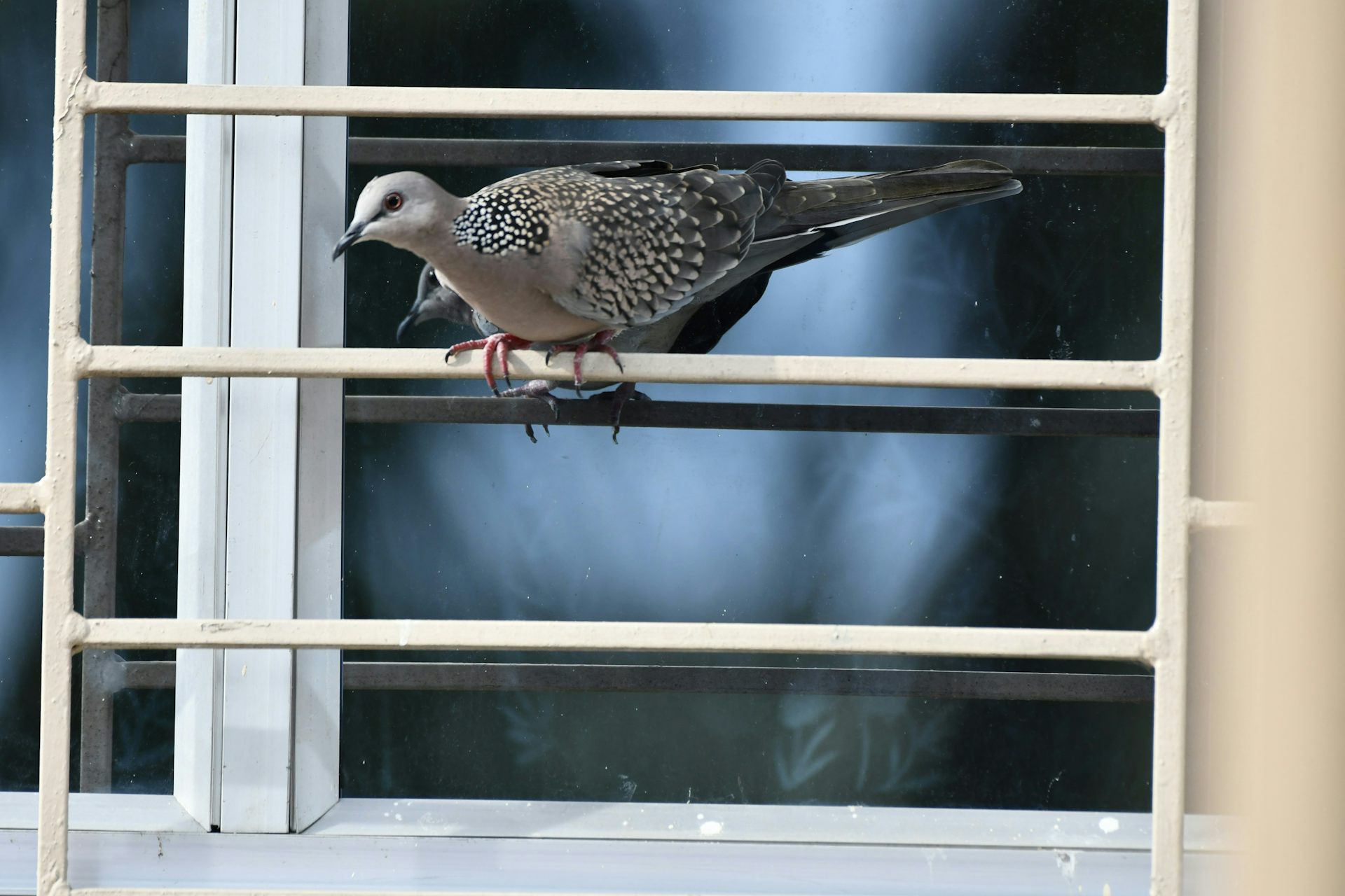 Un oiseau est perché sur une barre transversale à l'extérieur d'une fenêtre.