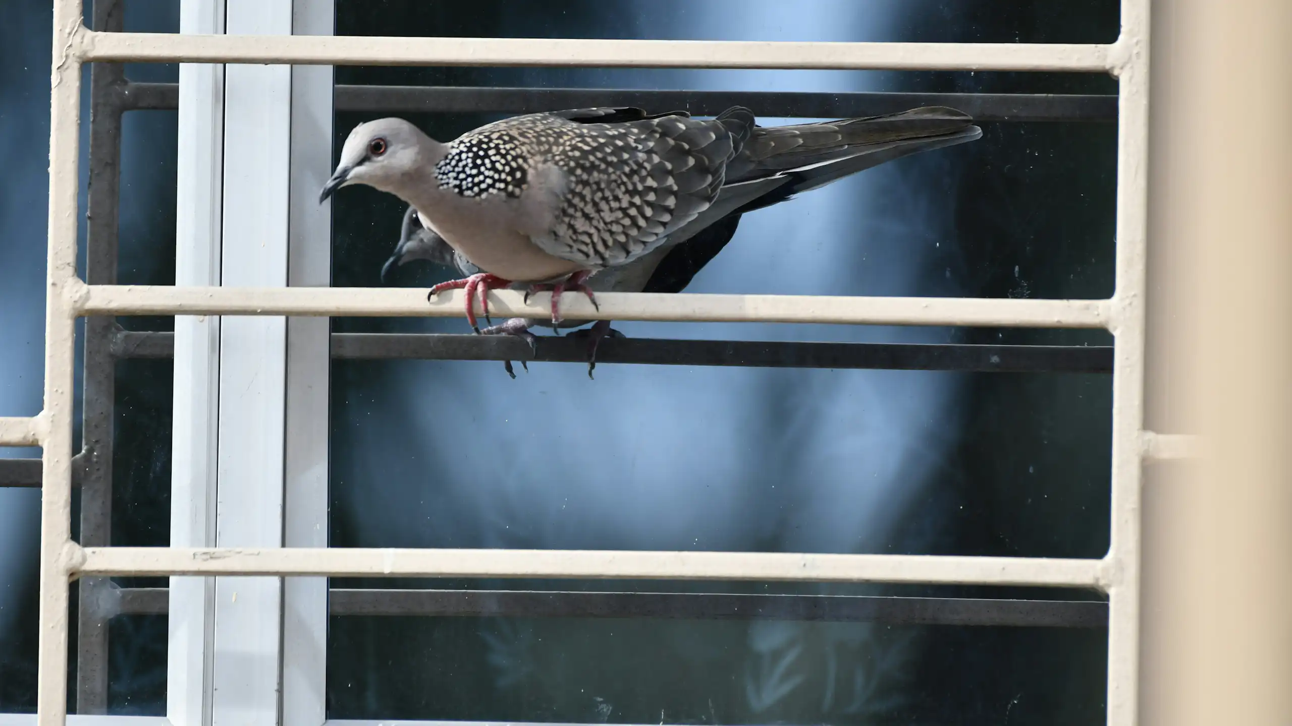 Un oiseau est perché sur une barre transversale à l'extérieur d'une fenêtre.