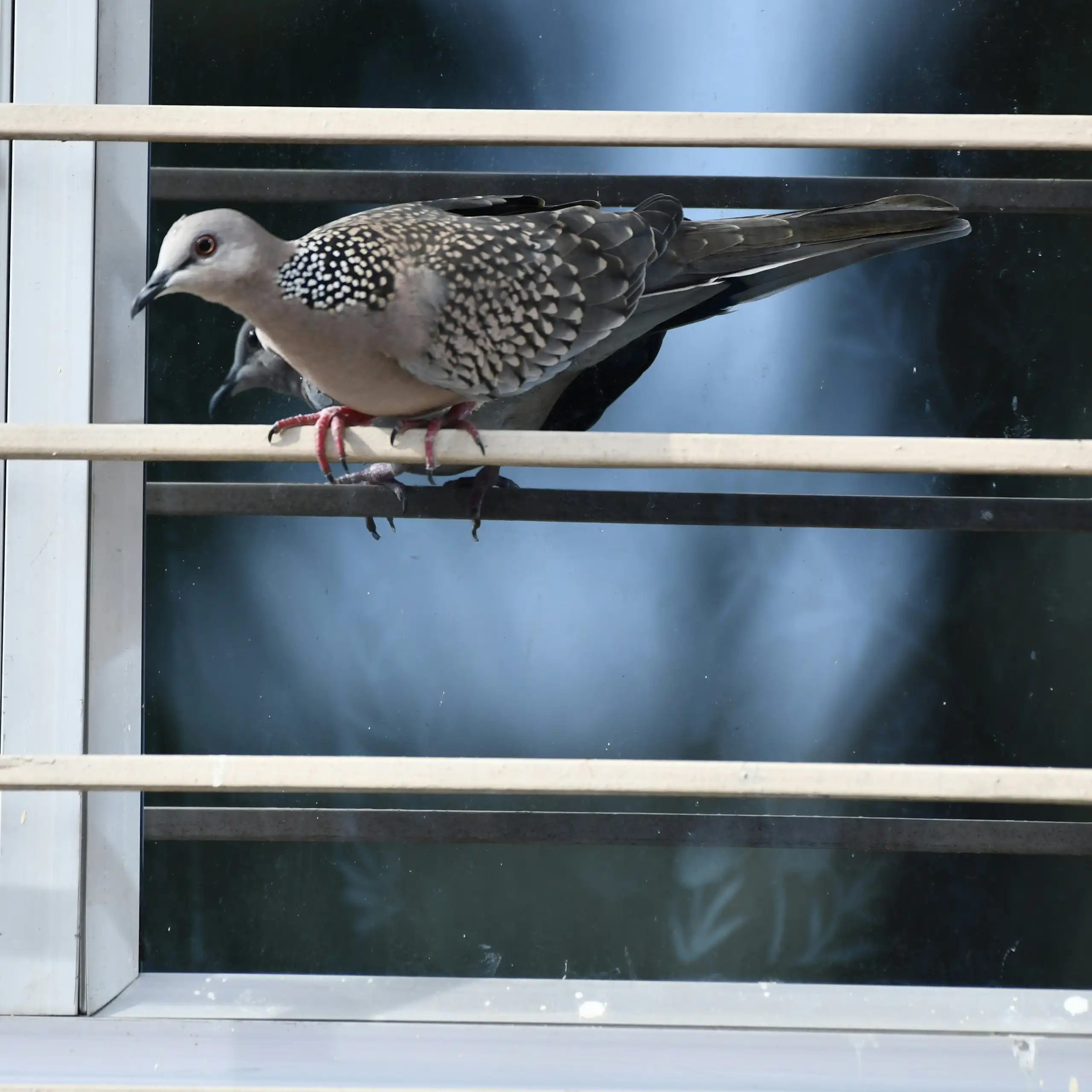 Un oiseau est perché sur une barre transversale à l'extérieur d'une fenêtre.